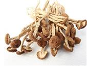 干茶树菇的选购技巧_茶树菇的使用效果_茶树菇的储存方法
