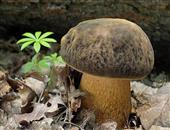 蘑菇的功效与作用_蘑菇的营养价值_蘑菇的适合体质
