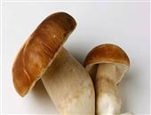 蘑菇粥——大肠癌患者的最佳食疗佳肴