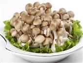 蟹味菇的功效与作用_蟹味菇的营养价值_选购_食用方法