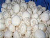 珍珠白蘑的功效与作用_如何挑选珍珠白蘑