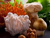食用菌菇的注意事项_菌菇有哪些