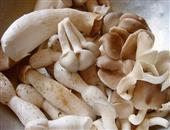 凤尾菇的功效与作用_凤尾菇的营养价值