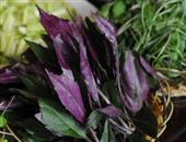 紫背天葵的选购_紫背天葵的食用方法
