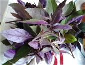 紫背天葵的功效与作用_紫背天葵的营养价值_紫背天葵的适合体质_紫背天葵的食用禁忌