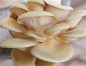 元蘑的功效与作用_元蘑的营养价值_元蘑的食用方法