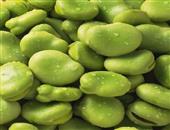 嫩蚕豆可以益气健脾 利湿消肿
