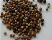 木豆的功效与作用_木豆的适合体质_木豆的食用禁忌_木豆的适用人群_木豆的如何挑选