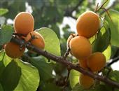 杏子的五大保健功效及营养价值