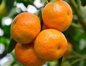 柑橘食用事项_柑橘方法_柑橘功效_柑橘禁忌