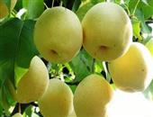 梨子营养丰富 盘点吃梨子的七大功效与作用