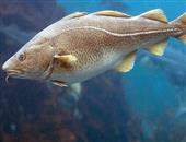 详解银鳕鱼的营养价值 银鳕鱼的做法介绍
