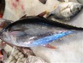 金枪鱼的营养价值_金枪鱼的食用方法_金枪鱼的制作技巧