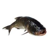 胖头鱼的营养价值_胖头鱼的功效与作用_胖头鱼的适用人群