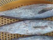 米鱼的药用价值_米鱼的功效与作用