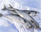 鲭鱼的功效与作用_鲭鱼的营养价值_鲭鱼适宜人群_鲭鱼食疗作用