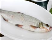 白条鱼的功效与作用_白条鱼的使用效果_白条鱼的适用人群