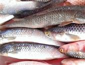 梭鱼营养全 保健功效的营养价值及功效与作用