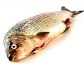 减肥不能缺蛋白质多吃五种高蛋白鱼健康瘦身