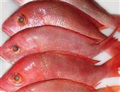 紅綢魚