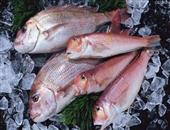 红鲷鱼的营养价值_红鲷鱼的食疗价值_红鲷鱼的食用禁忌_如何挑选红绸鱼