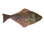 鸦片鱼的营养价值_鸦片鱼的制作技巧_鸦片鱼的食用禁忌