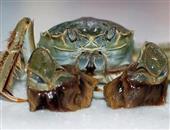 河蟹怎么保存哪些人群不能吃河蟹