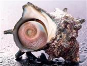 清蒸海螺
