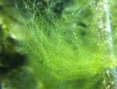 軟絲藻