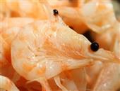 南极磷虾的营养价值_南极磷虾的功效作用_南极磷虾的选购技巧