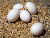 鸽子蛋的营养成分