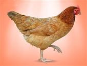 宫廷鸡的食疗价值_宫廷鸡的食用禁忌_宫廷鸡的适宜人群
