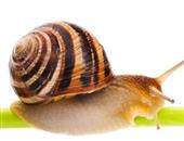 蜗牛的选购技巧_蜗牛的注意事项_蜗牛的用法用量_贴士