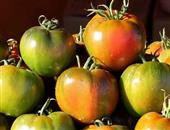 黑柿番茄能和南瓜一起吃吗/同吃_黑柿番茄和南瓜相克吗