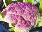 紫菜花的功效与作用_紫菜花的营养价值_紫菜花的适宜人群