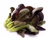 紫叶油菜的选购技巧_紫叶油菜的储存方法