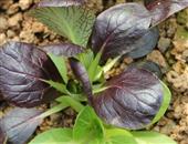 紫叶油菜