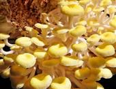珊瑚菇