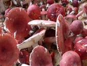 血紅菇