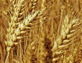 小麦的功效与作用_小麦的营养价值