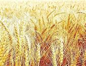 大米润肺，小麦也能养心