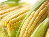 老玉米比新鲜玉米更营养吗？