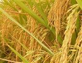稻米的营养价值和食用效果