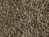 黑大麦的食用禁忌_黑大麦的保存方法_黑大麦功能主治