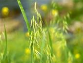 野燕麦的功效与作用_野燕麦的营养价值