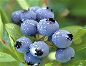 藍莓