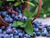 蓝莓的功效与作用_蓝莓的营养价值
