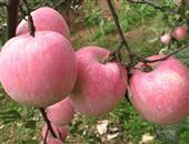 天然苹果也能治喘息性支气管炎