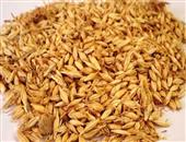 大麦与小麦保健功效有何不同