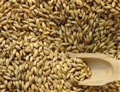 食用大麦的营养功效有哪些呢